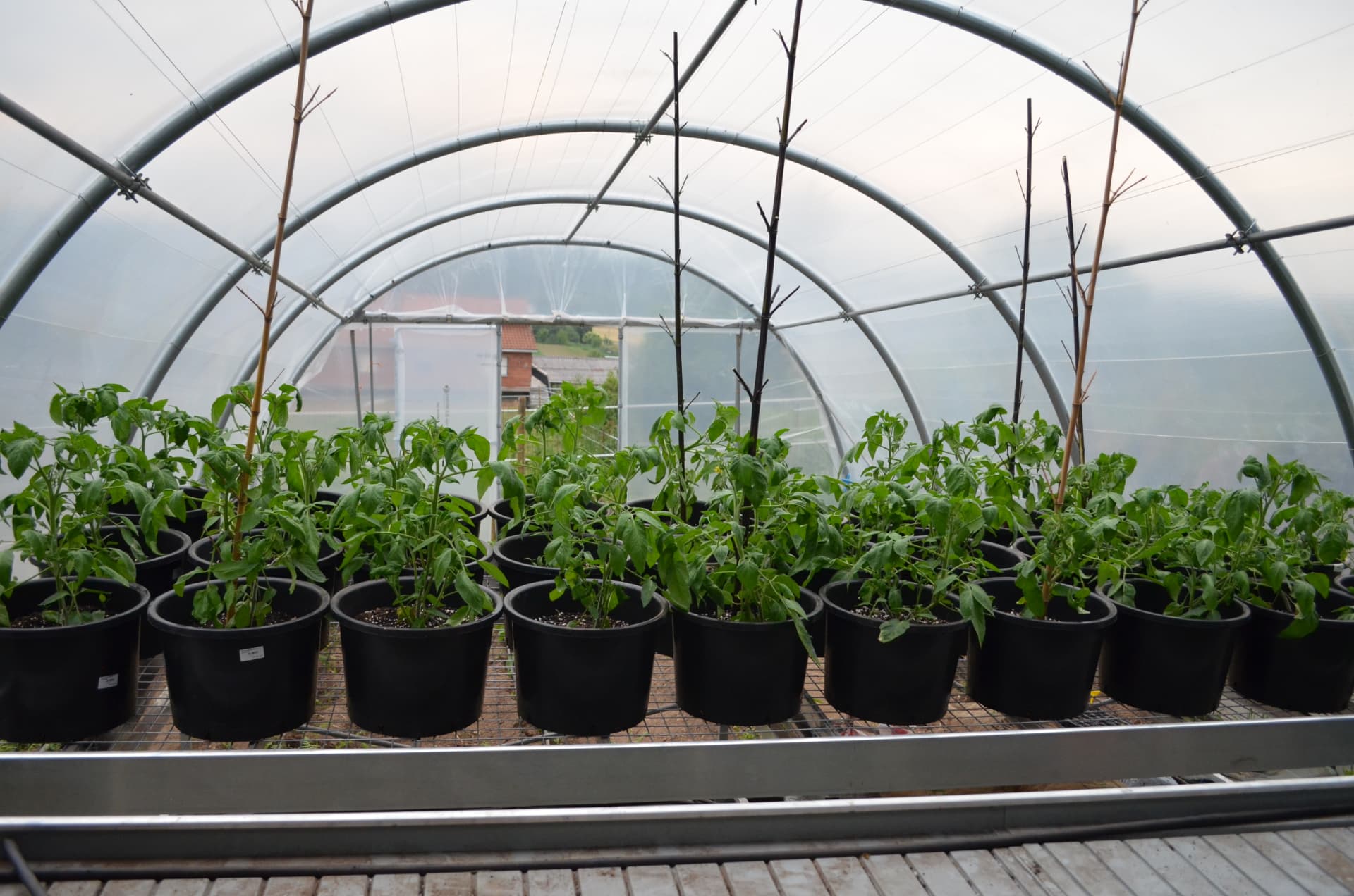 Cultivo de plantas en el interior del invernadero de Azura Tech