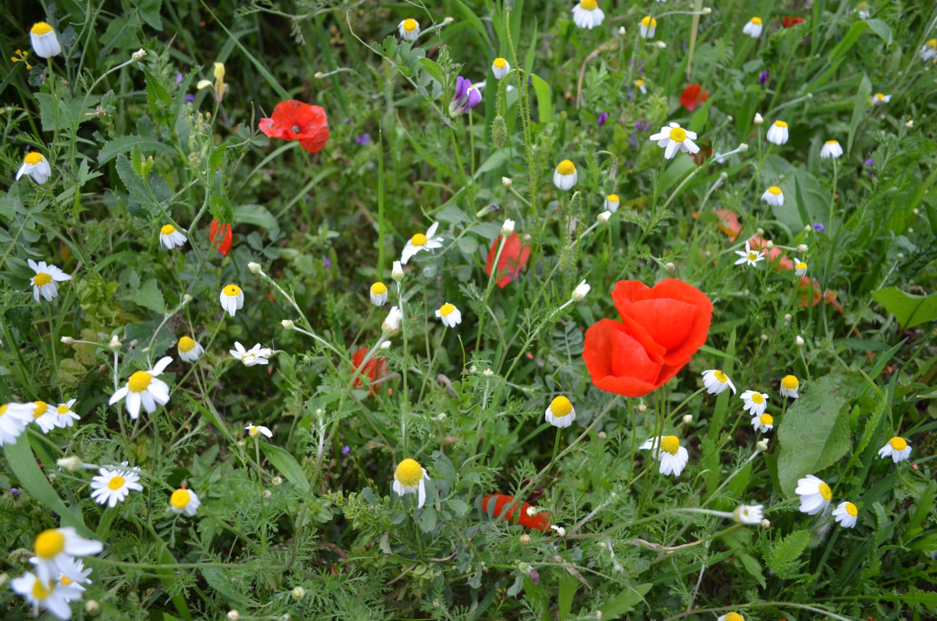 Biodiversidad vegetal con amapolas y flores silvestres