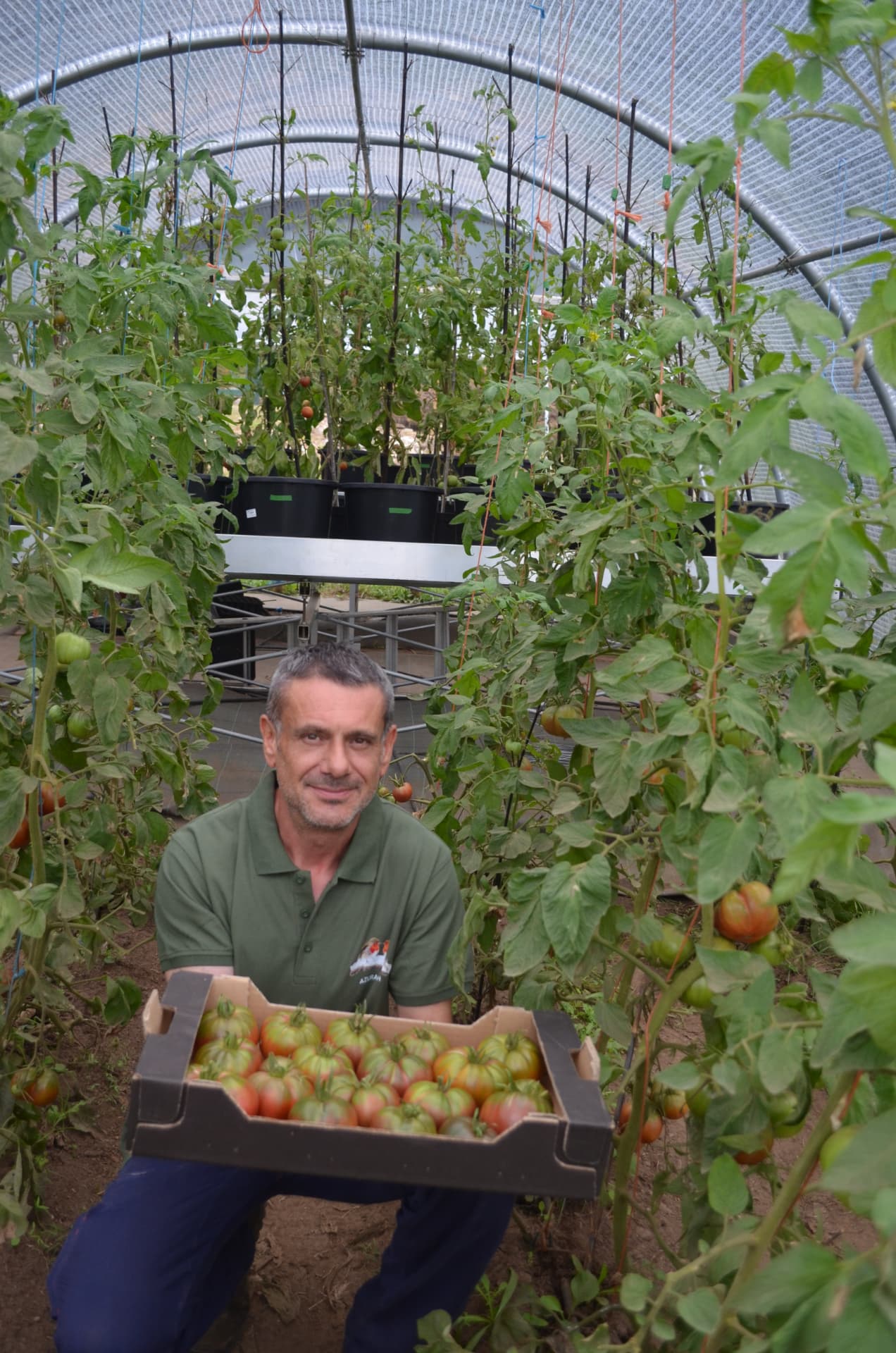 Cultivo y seguimiento de tomate
